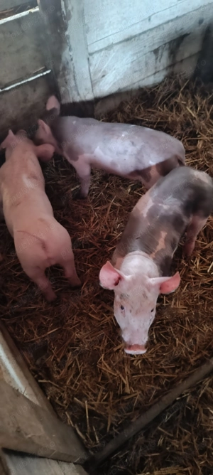 Vând purcei de rasă! - imagine 3