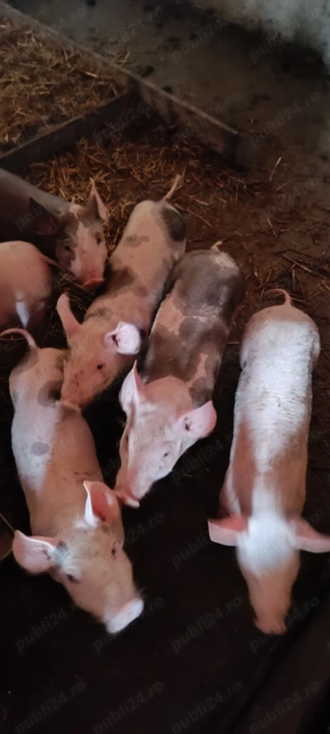 Vând purcei de rasă! - imagine 4