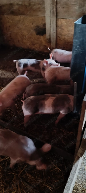 Vând purcei de rasă! - imagine 2