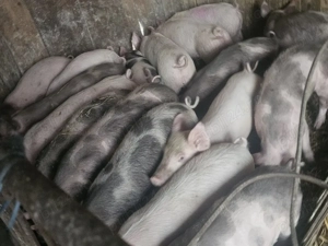 vând 17 soldani rasa de calitate de carne 30-35 kg  - imagine 4