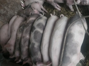 vând 17 soldani rasa de calitate de carne 30-35 kg  - imagine 2