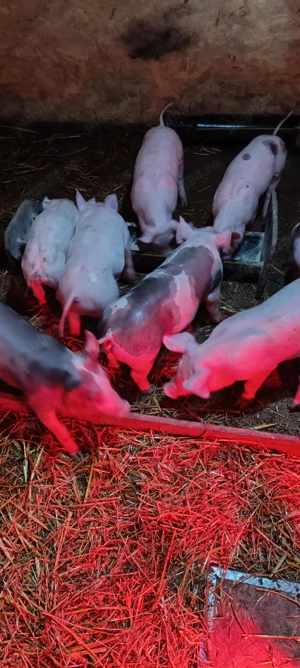 Vând purcei de rasă! - imagine 5