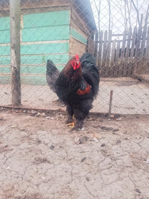 Vând ouă de brahma