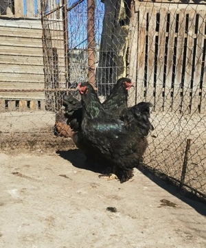 Vând cocoși și găini brahma