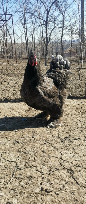 Vând cocoși și găini brahma - imagine 3