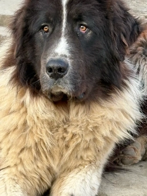 ciobanesc de bucovina - imagine 4