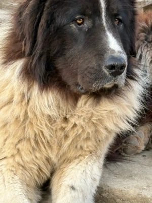 ciobanesc de bucovina - imagine 3