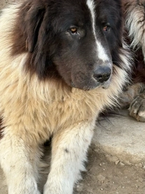 ciobanesc de bucovina - imagine 5