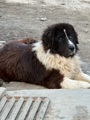 ciobanesc de bucovina - imagine 2