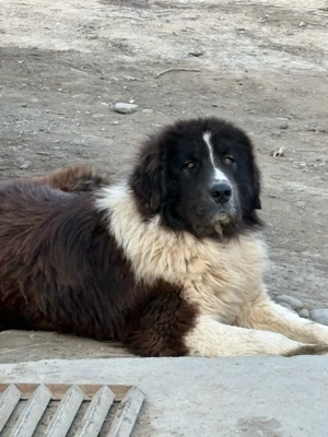 ciobanesc de bucovina