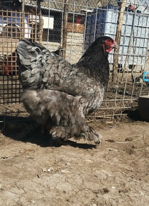 Vând ouă de brahma - imagine 3