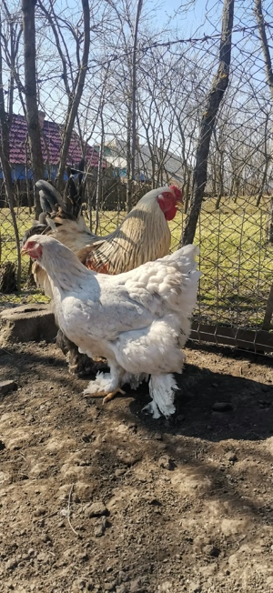 Vând ouă de brahma - imagine 4