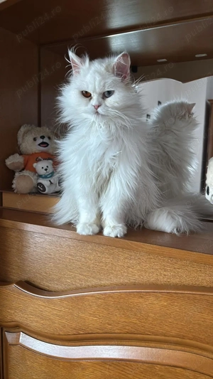  British long hair  - imagine 3