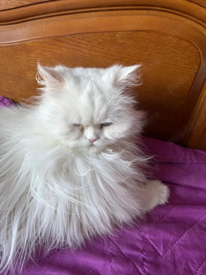  British long hair  - imagine 2