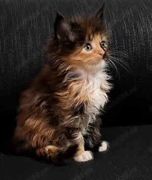 Maine Coon pisicuti cu Pedigree WCF-Magnificats-Felisa Timisoara - imagine 4