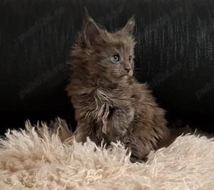 Maine Coon pisicuti cu Pedigree WCF-Magnificats-Felisa Timisoara - imagine 3