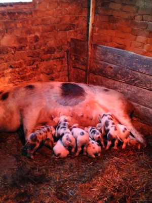 Vând scroafă cu purcei  - imagine 3