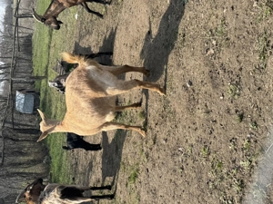 Capre cu ieși și fara - imagine 4