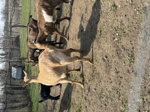 Capre cu ieși și fara - imagine 5