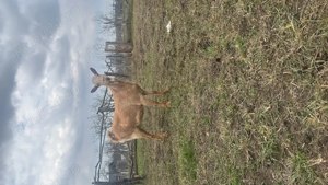 Capre cu ieși și fara - imagine 2