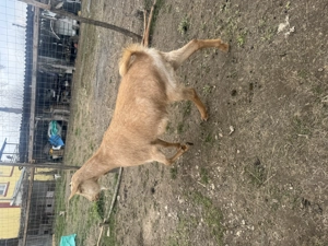 Capre cu ieși și fara - imagine 3