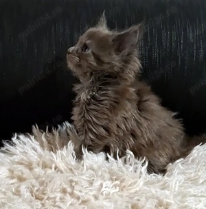 Maine Coon pisicuti cu Pedigree WCF-Magnificats-Felisa Timisoara - imagine 3