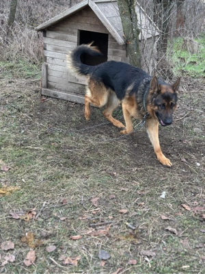 ciobanesc german  - imagine 2