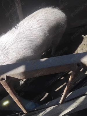 Vand Purcea Marele Alb-Pietran - imagine 2