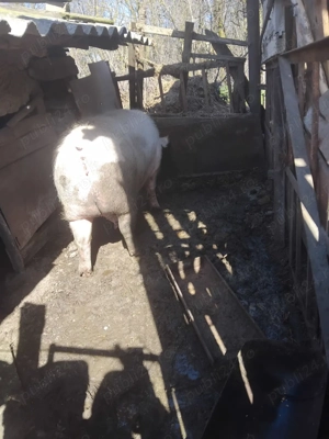 Vand Purcea Marele Alb-Pietran - imagine 3