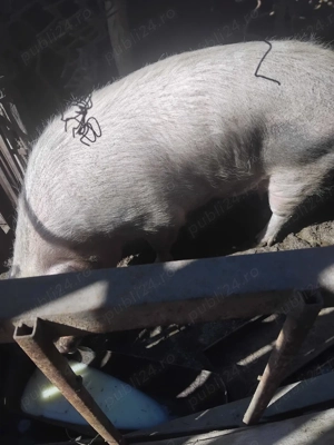 Vand Purcea Marele Alb-Pietran