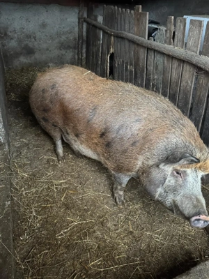 Vand porc de sacrificat - imagine 2