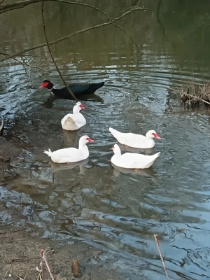 Vând rațe mute 3 rațe și doi rățoi  - imagine 2