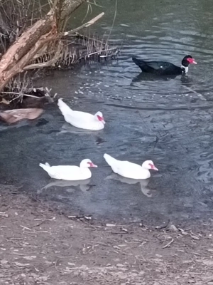 Vând rațe mute 3 rațe și doi rățoi 