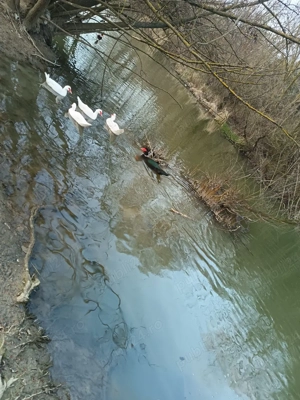 Vând rațe mute 3 rațe și doi rățoi  - imagine 4