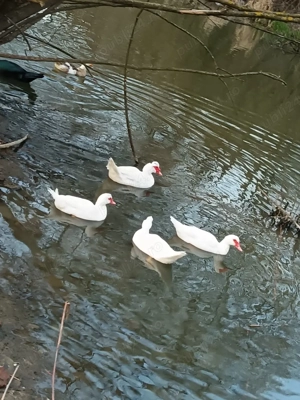 Vând rațe mute 3 rațe și doi rățoi  - imagine 3