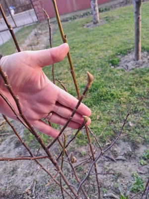 Magnolie magnolii culoare grena de la 50cm( 30 lei) flori de gradina