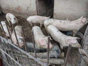 Grăsuni de vânzare  - imagine 3