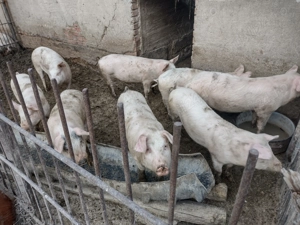 Grăsuni de vânzare  - imagine 2