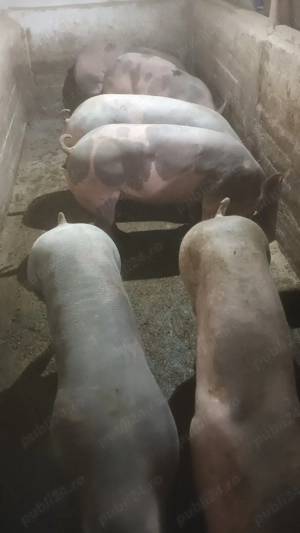 Scrofite reproductie