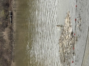 Fitofag pentru populat sau consum