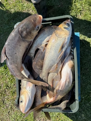 Fitofag pentru populat sau consum - imagine 2