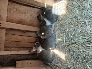 Vand iepuri  2 si 3 luni 