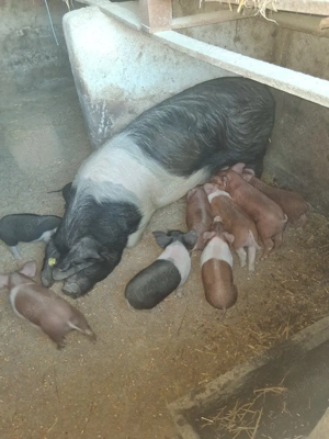 Vand purcei de 7 saptamani - imagine 3