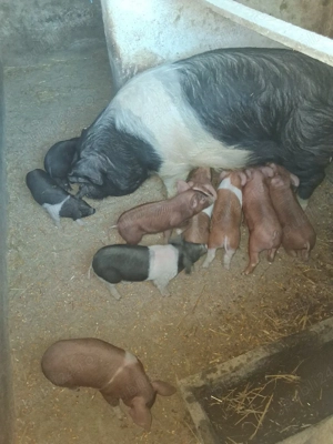 Vand purcei de 7 saptamani - imagine 2