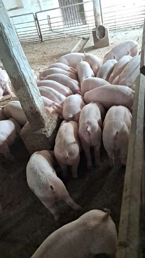 Vand purcei  - imagine 5