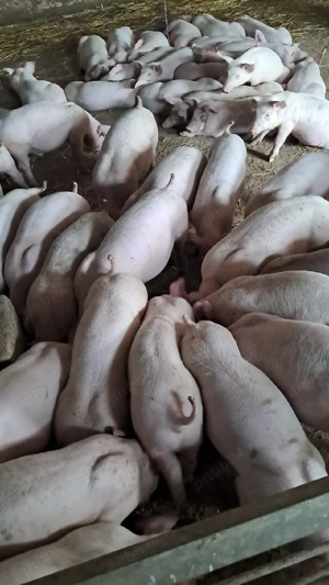 Vand purcei  - imagine 4