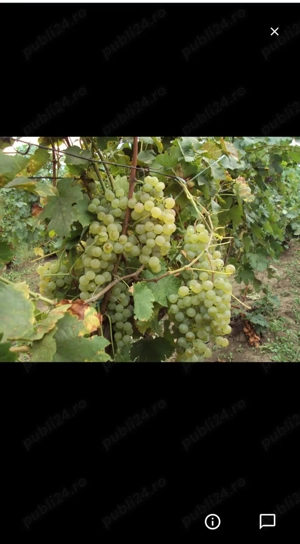 butasi de vita de vie de anul 2 și de anul 3 