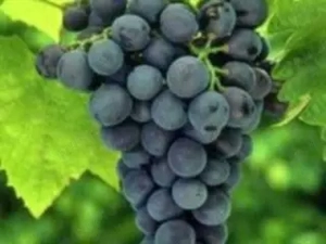 butasi de vita de vie de anul 2 și de anul 3 