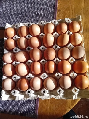 Vând ouă de la găini crescute la țară - pentru consum și pentru incubator - imagine 3
