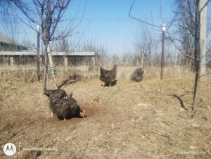 Vând ouă de la găini crescute la țară - pentru consum și pentru incubator - imagine 2